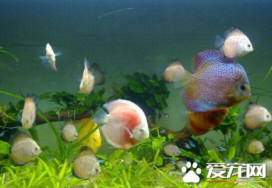 七彩神仙鱼打架 七彩神仙鱼打架的原因