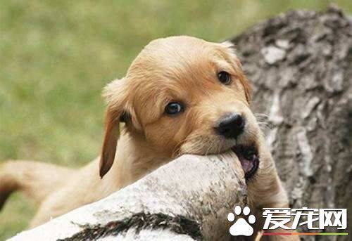 金毛幼犬怎么训练 金毛幼犬训练需要注意的地方