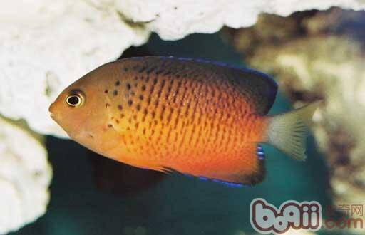 红闪电鱼的品种介绍