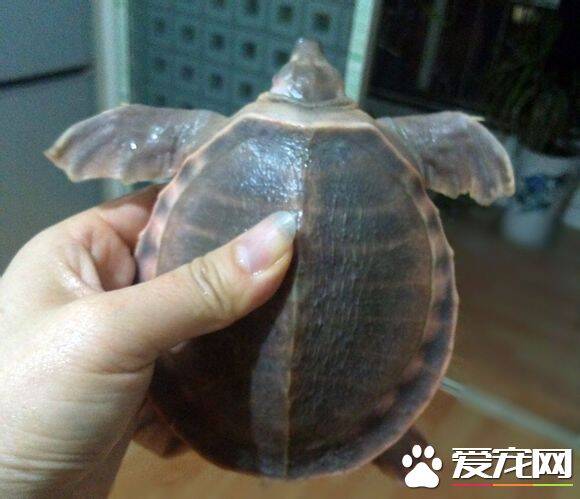 猪鼻龟吃鱼屎吗 会吃鱼屎含有大量的养分