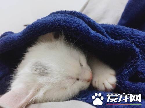 猫发情很难受吗 母猫发情什么样子