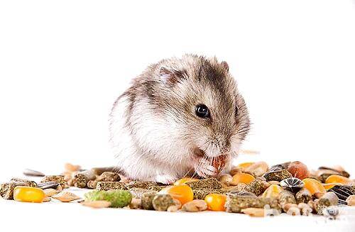 仓鼠喜欢储藏食物怎么办