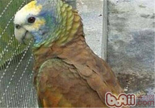 圣文生亚马逊鹦鹉对生活环境的要求