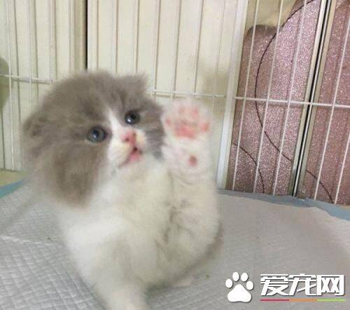 布偶猫吃什么什么蔬菜好  这几样蔬菜对布偶猫身体大大的好