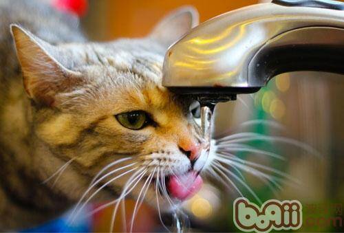 揭秘猫的超聪明喝水方式