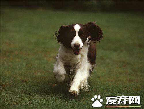 英国史宾格犬怎么养 狗狗的食具要固定不要乱用