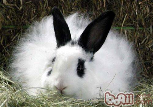 影响兔毛生长的因素及增毛方法