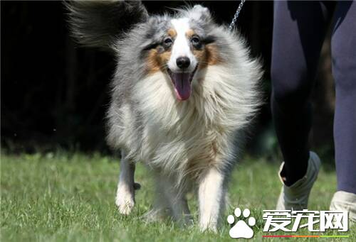 喜乐蒂牧羊犬的用途 是很好的小看家犬