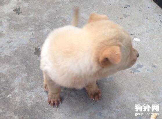 坚持给流浪狗喂食了几天，它终于被我打动，跟我回家了