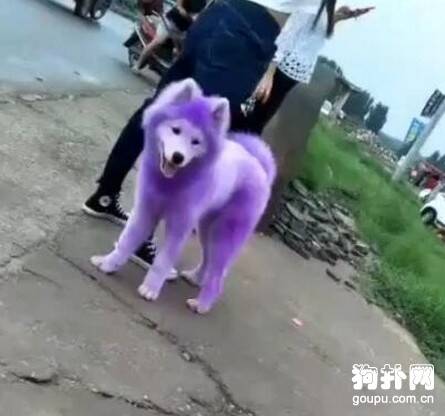 狗狗这么小就给它染色，真的没问题吗？