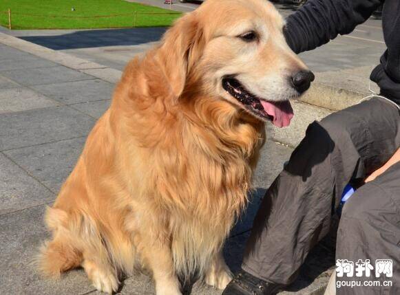 金毛是一只什么样的狗？金毛的性格特点