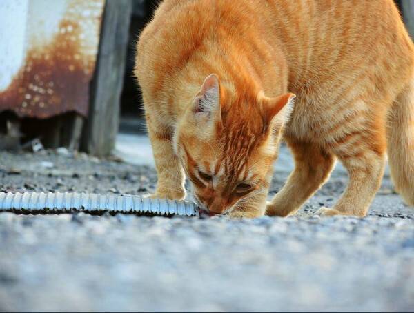 猫怀孕几个月生小猫