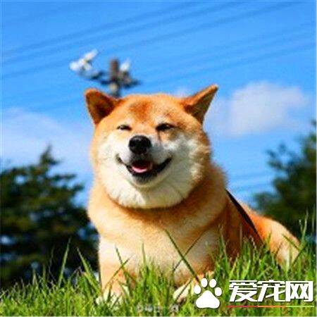 柴犬的调教与饲养方法 对待柴犬要奖惩分明