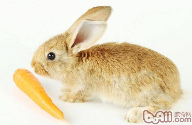 学习给兔兔做穴道按摩