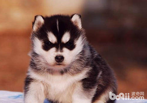 哈士奇得皮肤湿疹如何处理