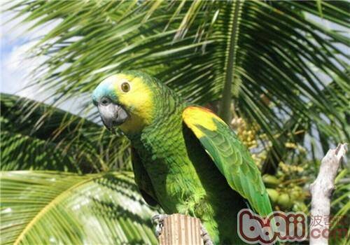 绿颊亚马逊鹦鹉的生活环境