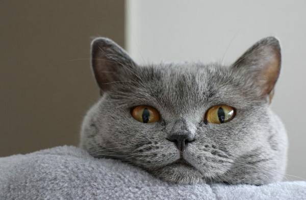 蓝猫什么时候断奶