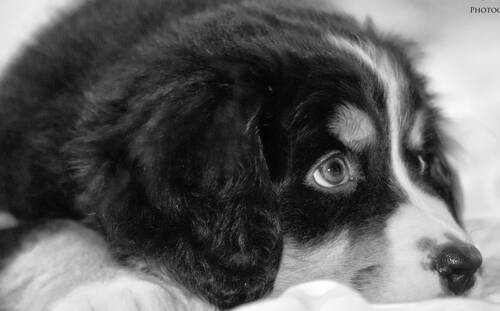 伯恩山犬性格特点 极具个性特点的宠物狗之一