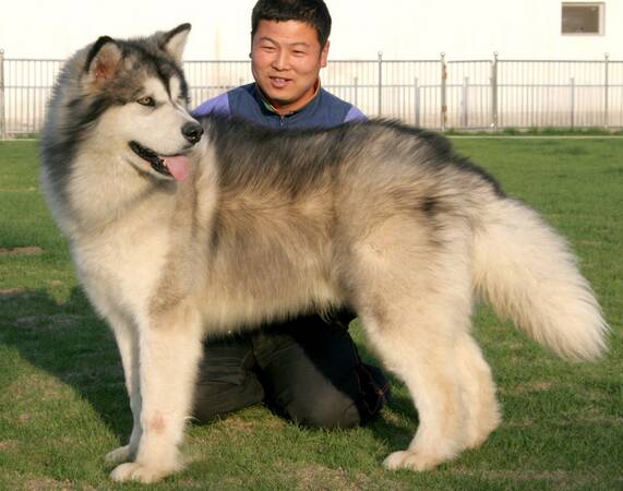 阿拉斯加雪橇犬有几种颜色,如何训练阿拉斯加雪橇犬