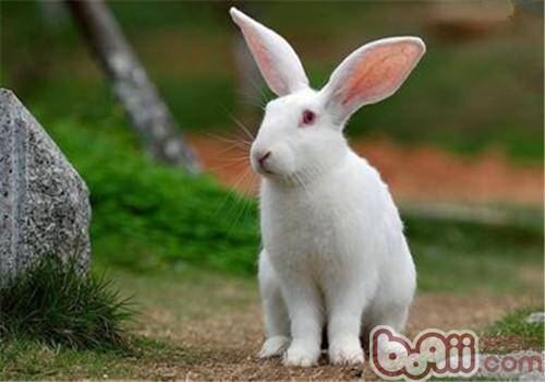中国白兔的品种简介