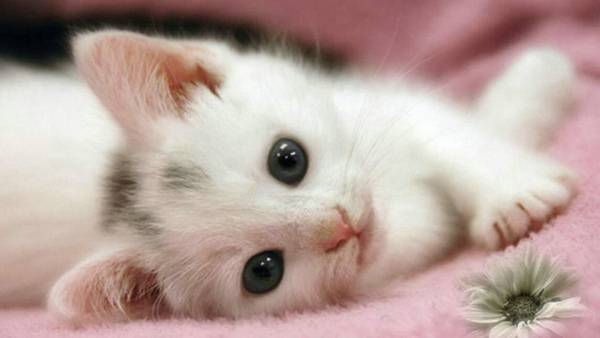 小猫应该吃什么