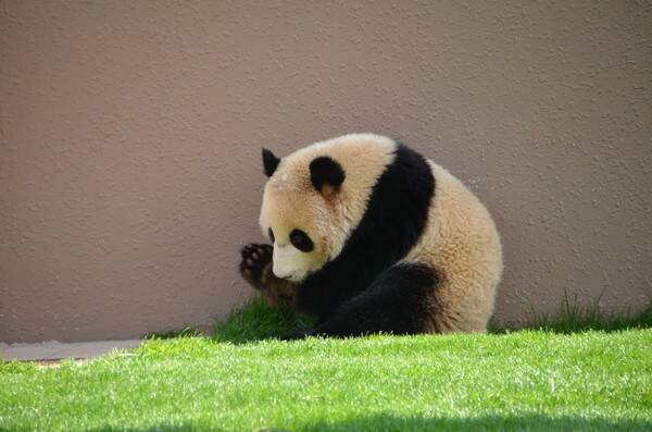 熊猫会咬人吗
