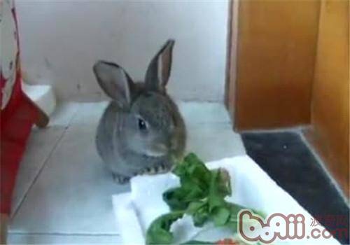宠物兔怎样吃才会更健康
