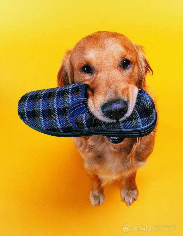 为什么狗狗热衷于啃鞋子,训练狗狗不乱“叼啃”