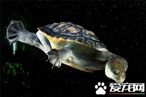 很小的乌龟怎么养 每周须给龟一两次紫外线照射