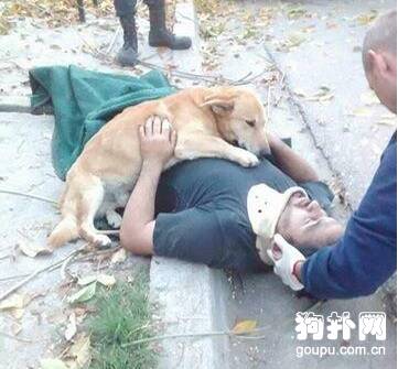 主人发生意外，狗狗以为要失去他了，伤心欲绝