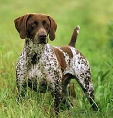 波音达猎犬的形态特征 该犬精力旺盛