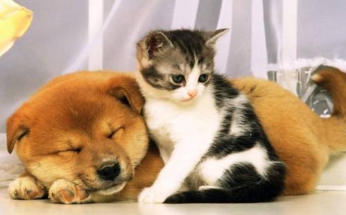猫和狗能一起养吗
