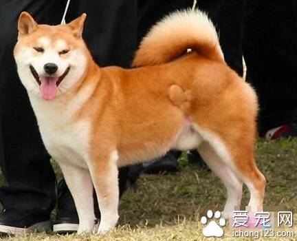 秋田犬能活多少年 一般寿命12年左右