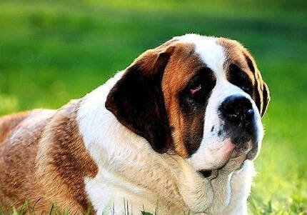圣伯纳犬的训练方法-  圣伯纳犬的体味重吗