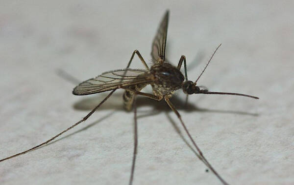 蚊子寿命多长时间
