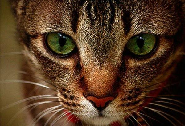 美短猫掉毛严重吗