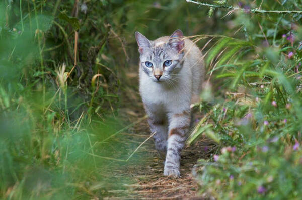 五个月左右的猫吃什么