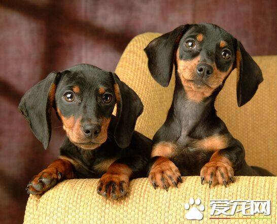 狗狗眼睛被蚊子咬了 狗狗防蚊的小技巧