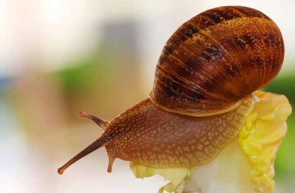 蜗牛爱吃什么