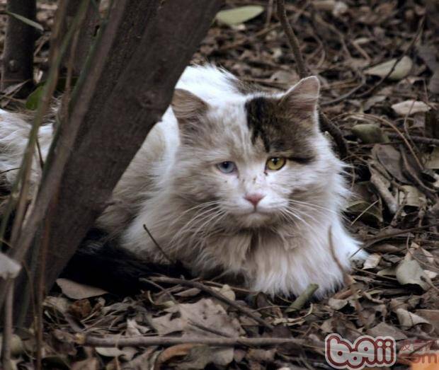 怎么对待流浪猫？