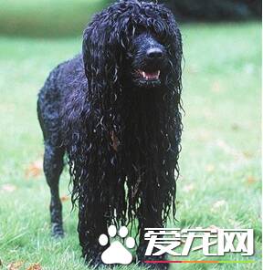 葡萄牙水犬喜欢吃什么 要适当给狗狗补充钙粉