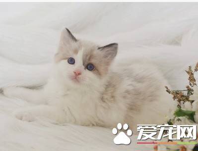 布偶猫不喜欢晒太阳  猫咪晒太阳有什么好处