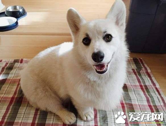 白色柴犬耳朵颜色 白柴怎么看品相