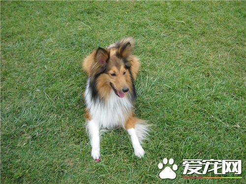 喜乐蒂牧羊犬喂养 不能长期饲喂单一的饲料