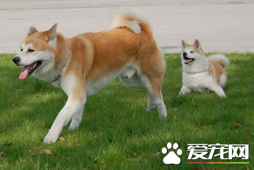 秋田犬与柴犬的区别 如何区分秋田和柴犬