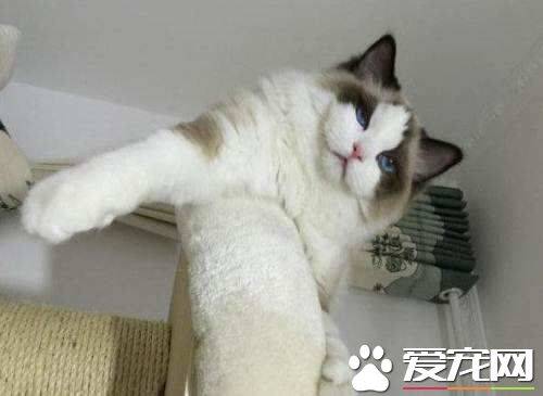 布偶猫绝育多少钱  布偶猫绝育如何照料