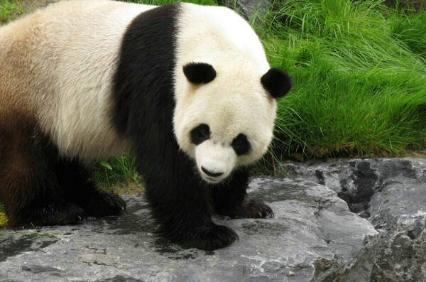 熊猫吃什么