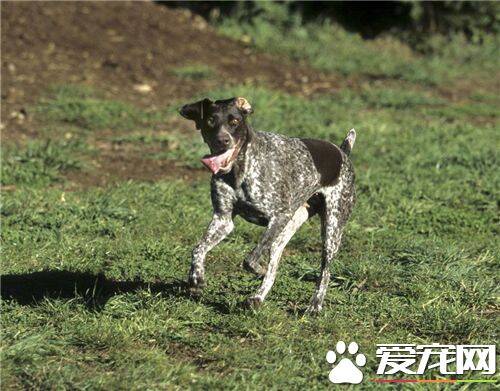 短毛指示犬怎么样 是一种友善聪明的狗狗