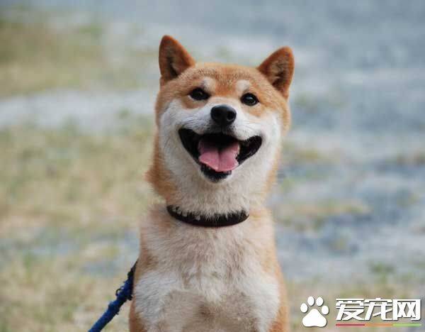 柴犬和秋田犬的区别 掌握以下三点轻松辨别两者