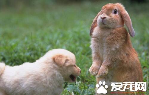怎么养宠物兔子 苜蓿草幼兔不可缺少的食物